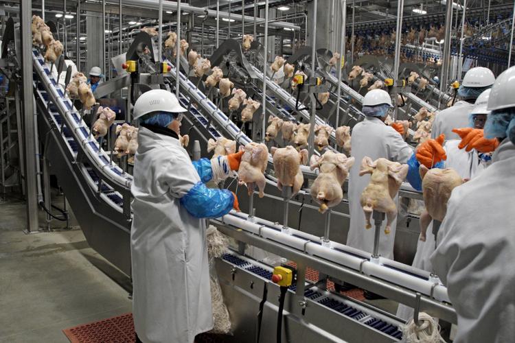 Frozen Chicken Bulk Supplier