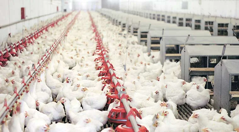 Poultry Farming 2026